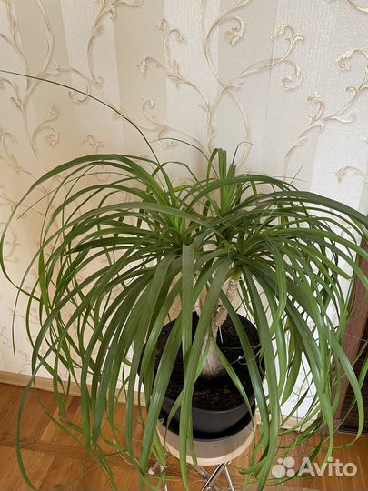 Пальма Нолина (Бокарнея)