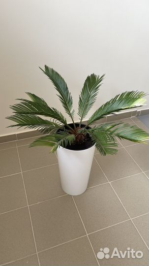 Пальма цикас