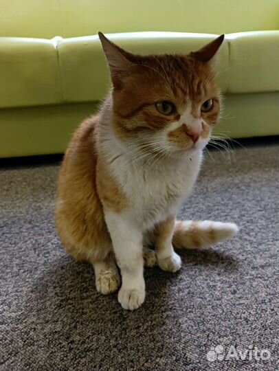 Кот рыжий с белым
