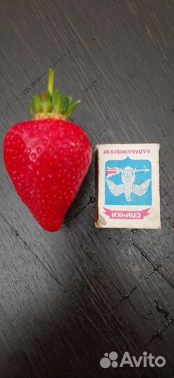 Рассада клубники