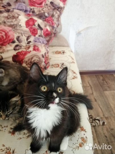 Отдам кошку и котята в хорошие руки