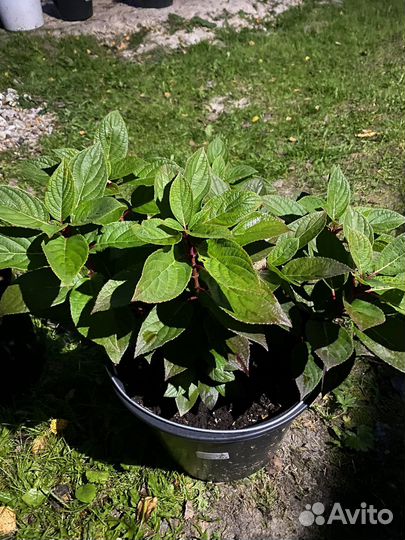 Гортензия метельчатая полистар