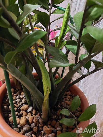 Замиокулькас