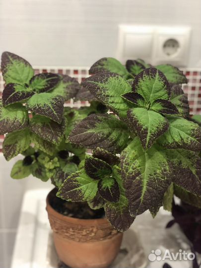 Вегатативные колеусы