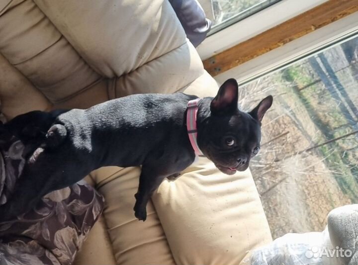 Достойная передержка для собак и кошек круглый год