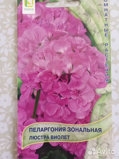 Пеларгонии разные