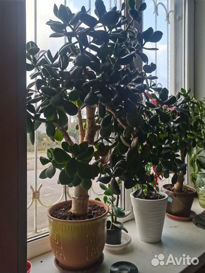 Денежное дерево красула толстянка