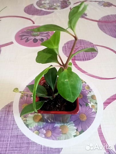 Пеперомия перескиелистная