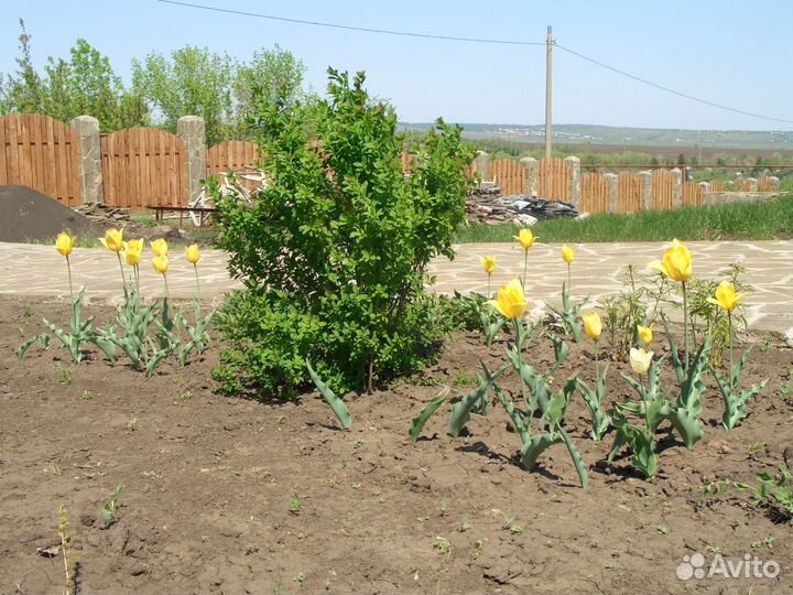 Спирея японская розовая