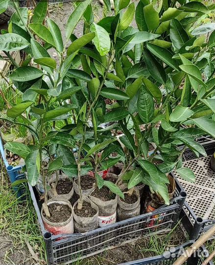 Саженцы мандарина Абхазского