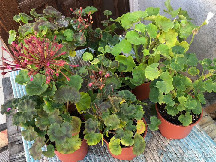 Герань пеларгония