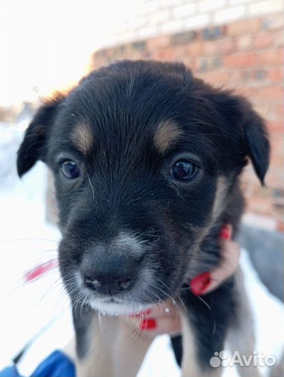 Маленькая собака