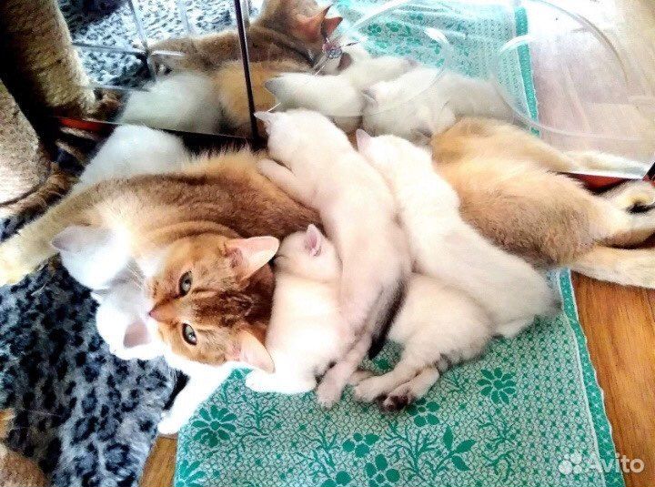 Британский кот вязка