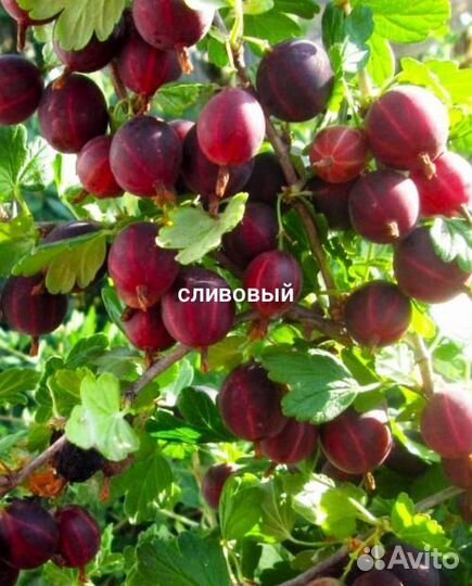 Крыжовник
