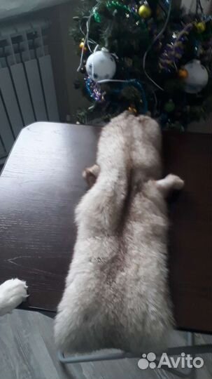 Шкурка песца