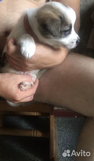 Собака в добрые руки папильон