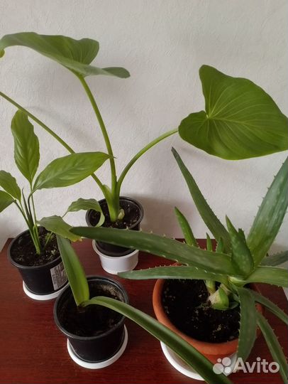 Цветы комнатные