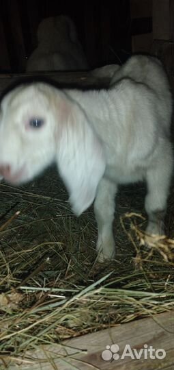 Нубийские козлята