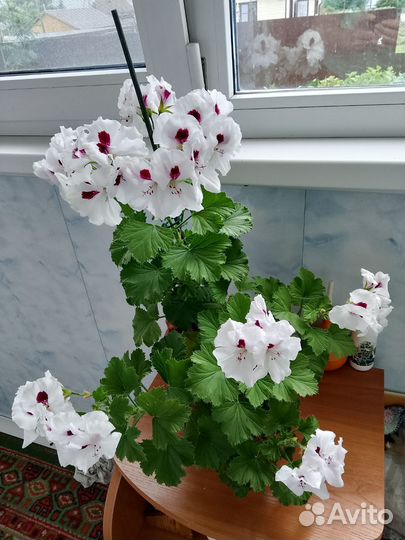 Королевская пеларгония