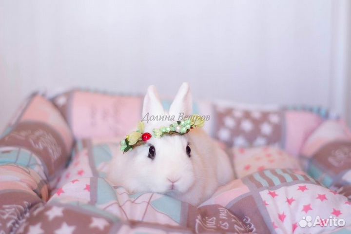 Белоснежный кролик хотот, мальчик