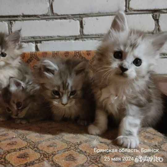 Котята мейн-кун