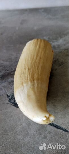 Зуб Кита сувенир