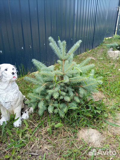 Голубые ели