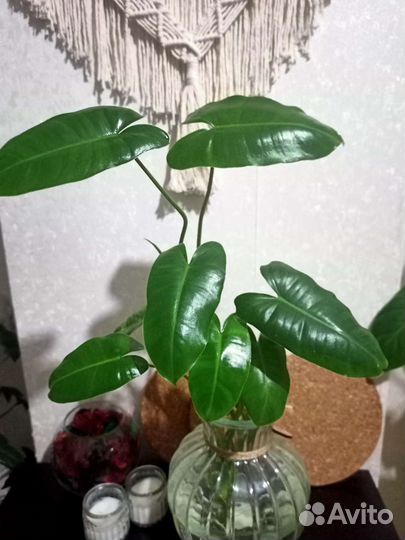 Филодендрон Бурле Маркс