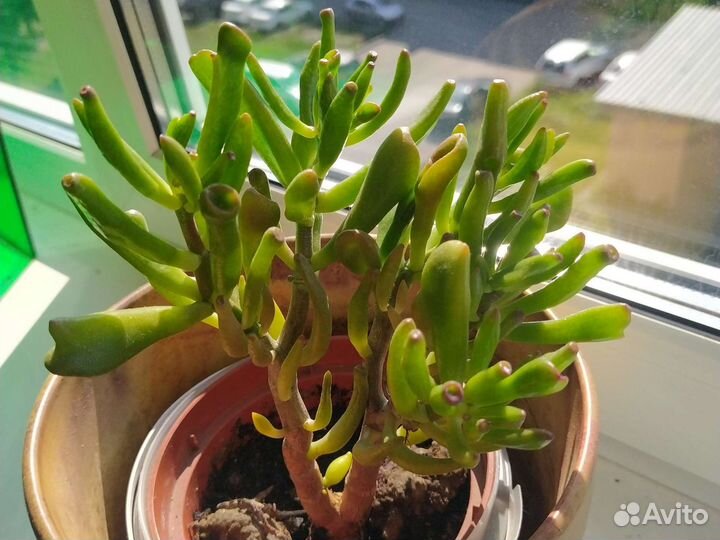 Комнатные растения