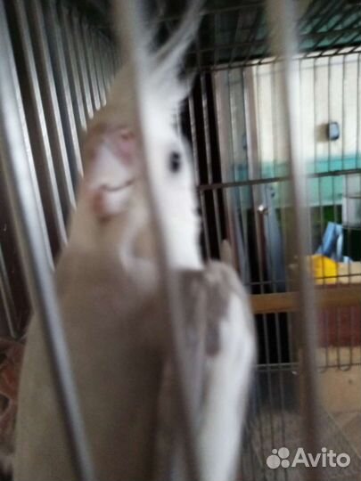 Попугай корелла безщекая