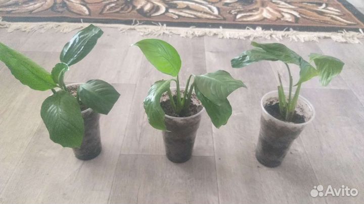 Комнатные цветы