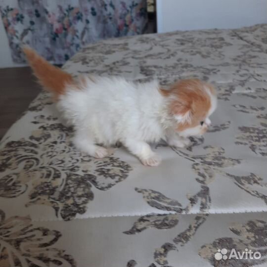 Шотландские вислоухие котята