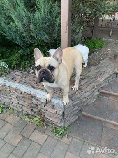 Французский бульдог кабель вязка