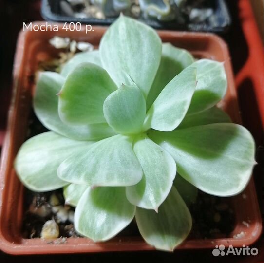 Суккуленты 1