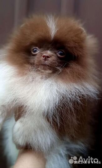 Померанский шпиц мини