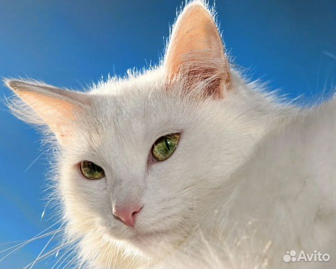 Белый котенок