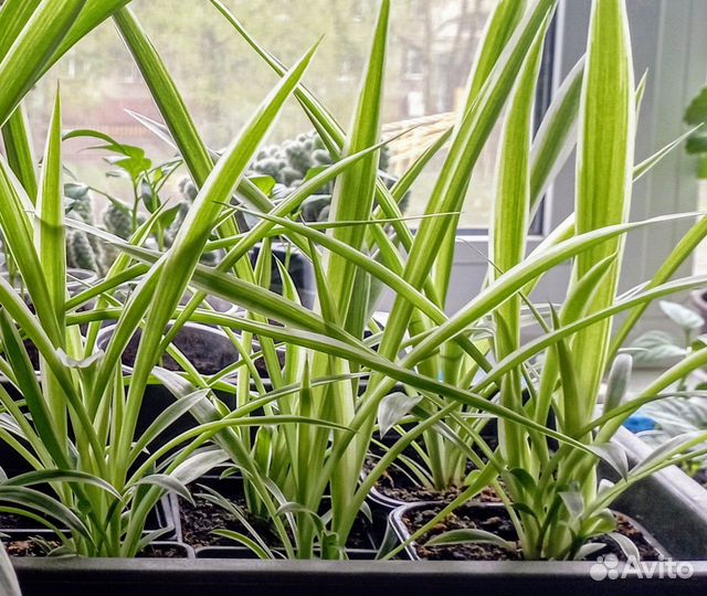 Хлорофитум