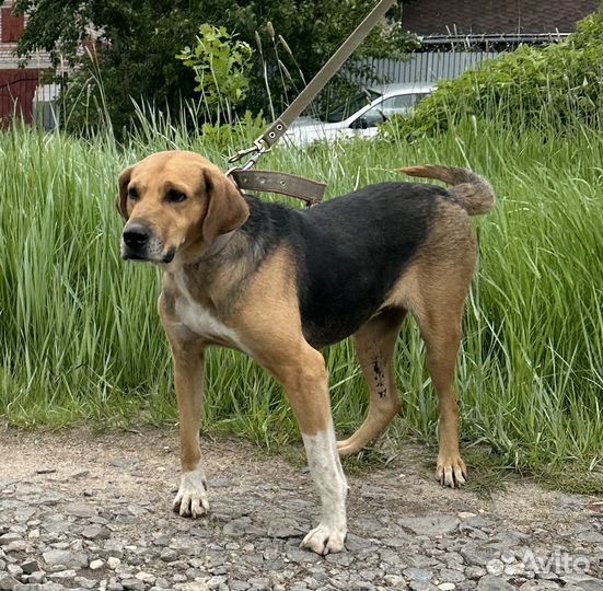 Ищет дом гончая