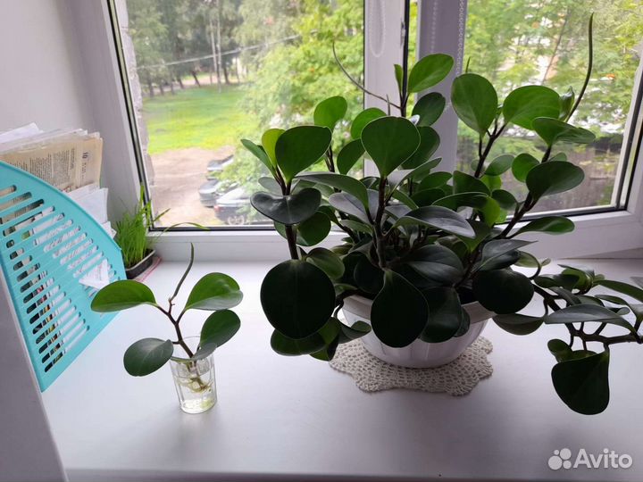 Фикус бенджамина