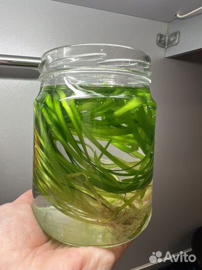 Аквариумные растения