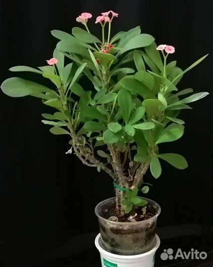 Суккуленты,Агава,кактусы