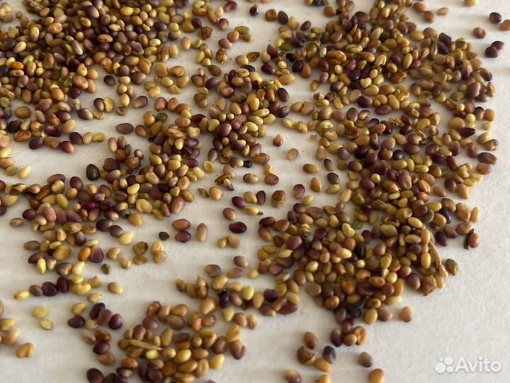 Травосмесь люцерна с клевером 50/50