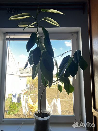 Сансевиерия тещин язык фикус цветы