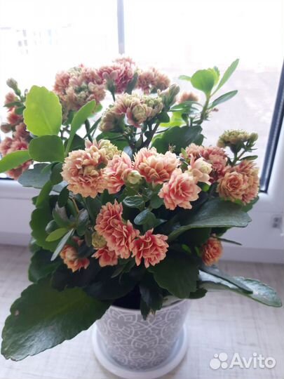 Комнатные цветы каланхоэ