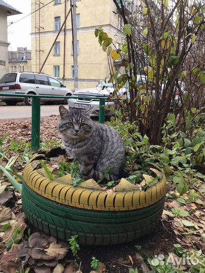 Котика выкинули на улицу