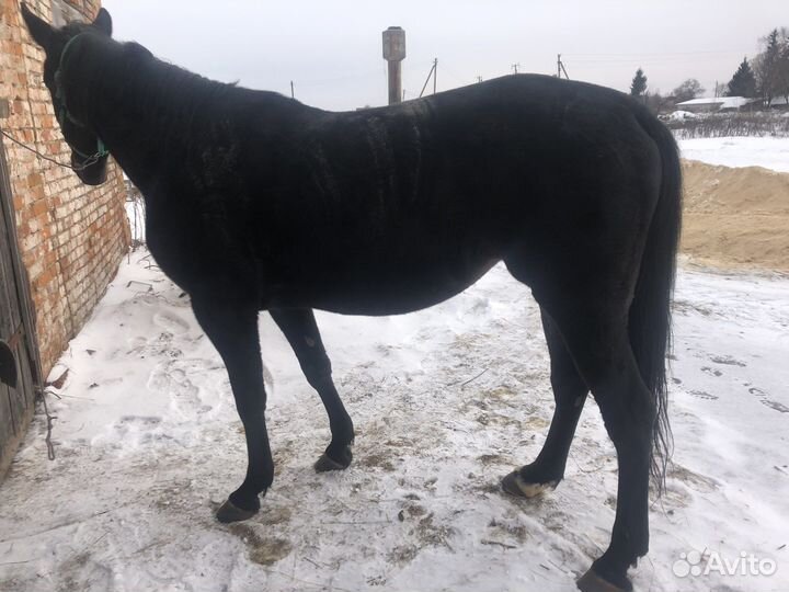 Жеребец орловский рысак Кабыла русская рысистый