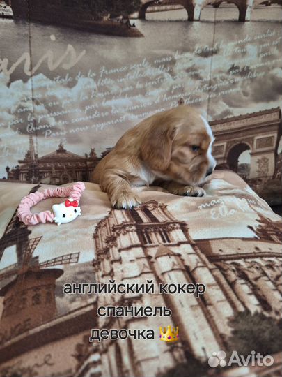 Кокер спаниель