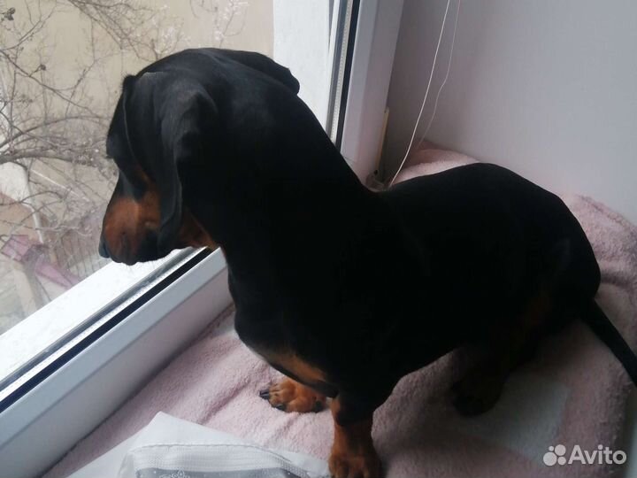 Вязка для мальчика