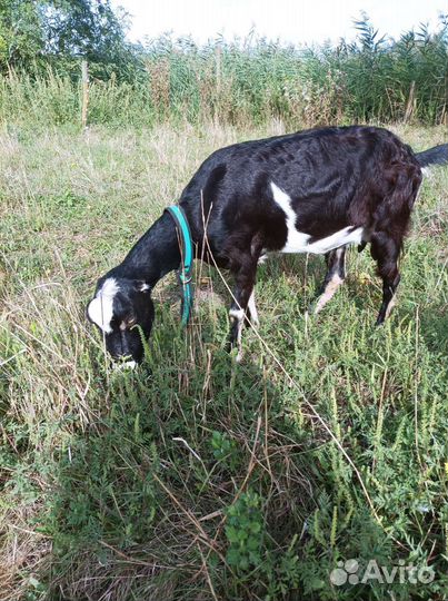 Коза дойная Ламанча