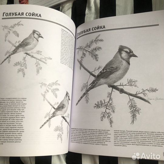 Учебное пособие: рисуем карандашом портреты